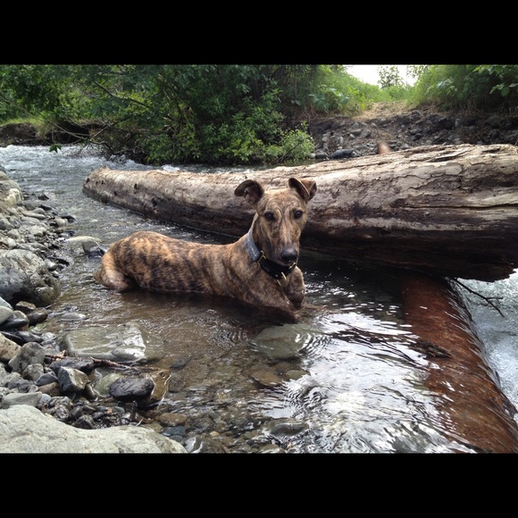 Melissa in Alaska ♥ FASTDOGS - Picture 12 of 14